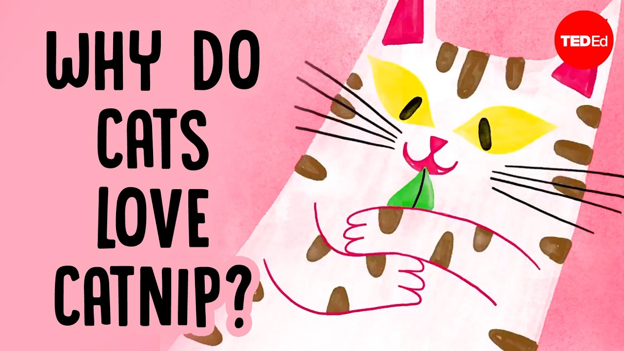 TED-Ed视频《Why does catnip make cats go crazy》封面图，揭秘猫薄荷背后的科学原理 | Aice英语学习 - Cover image for TED-Ed video Why does catnip make cats go crazy